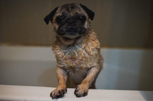 5 Benefits of Oatmeal Shampoo for Your Canine Companion